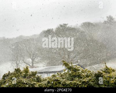 Tempête de neige au-dessus d'une haie de Forsythia à Ambleside, Lake District, Royaume-Uni. Banque D'Images