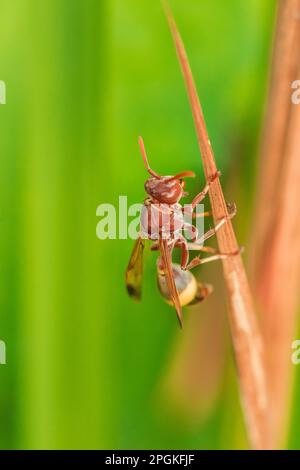 Hyménoptères sur les feuilles sèches Hyménoptères est classé comme un insecte d'abeille. Parce que l'aiguillon dans Hyménoptères est un insecte toxique. Banque D'Images