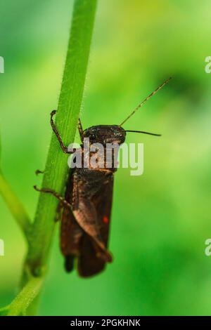 Sauterelles brunes sur le riz, criquets sur les feuilles. , Les criquets sont des ennemis des zones agricoles. Banque D'Images