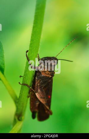 Sauterelles brunes sur le riz, criquets sur les feuilles. , Les criquets sont des ennemis des zones agricoles. Banque D'Images