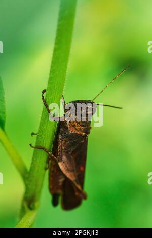 Sauterelles brunes sur le riz, criquets sur les feuilles. , Les criquets sont des ennemis des zones agricoles. Banque D'Images