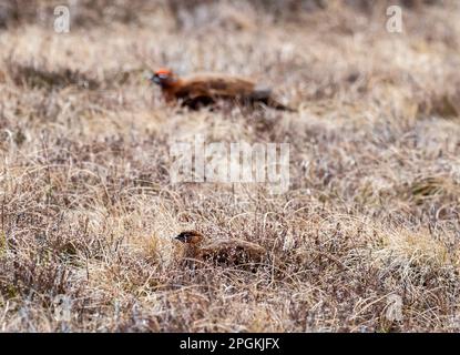 Une paire de tétras rouges, Lagopus lagopus scotica sur Ilkley Moor, Ilkley, yorkshire, Royaume-Uni. Banque D'Images