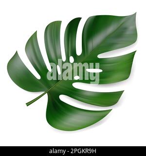 Monstera deliciosa plante feuille de forêts tropicales isolées sur fond blanc Illustration de Vecteur