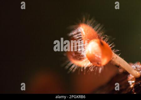 La coupe des champignons prospère sur une bûche ou un arbre mort. Dans le phylum, l'Ascomycota (phylum Ascomycota) est un champignon doté d'un capuchon en forme de cône. Ont le rose, l'orange ou r Banque D'Images