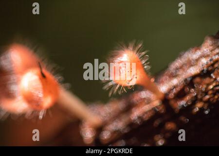 La coupe des champignons prospère sur une bûche ou un arbre mort. Dans le phylum, l'Ascomycota (phylum Ascomycota) est un champignon doté d'un capuchon en forme de cône. Ont le rose, l'orange ou r Banque D'Images