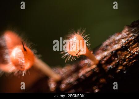 La coupe des champignons prospère sur une bûche ou un arbre mort. Dans le phylum, l'Ascomycota (phylum Ascomycota) est un champignon doté d'un capuchon en forme de cône. Ont le rose, l'orange ou r Banque D'Images