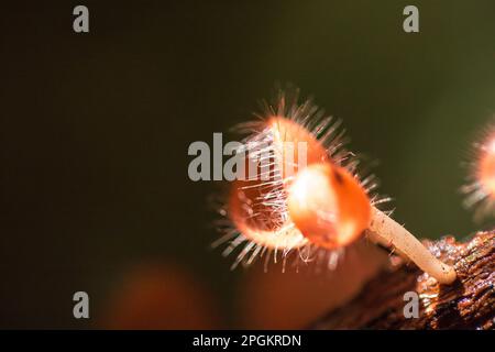 La coupe des champignons prospère sur une bûche ou un arbre mort. Dans le phylum, l'Ascomycota (phylum Ascomycota) est un champignon doté d'un capuchon en forme de cône. Ont le rose, l'orange ou r Banque D'Images