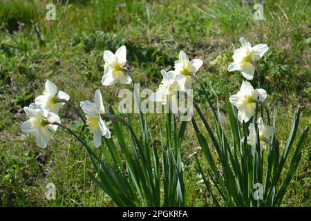 Vue rapprochée depuis l'arrière d'une rangée de fleurs du narcisse géranium blanc (narcisse poeticus) dans le jardin de printemps sous la lumière du soleil, arrière-plan flou Banque D'Images