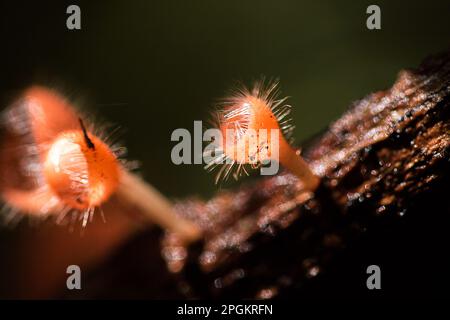 La coupe des champignons prospère sur une bûche ou un arbre mort. Dans le phylum, l'Ascomycota (phylum Ascomycota) est un champignon doté d'un capuchon en forme de cône. Ont le rose, l'orange ou r Banque D'Images