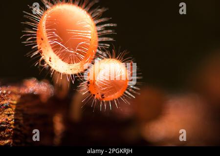 La coupe des champignons prospère sur une bûche ou un arbre mort. Dans le phylum, l'Ascomycota (phylum Ascomycota) est un champignon doté d'un capuchon en forme de cône. Ont le rose, l'orange ou r Banque D'Images