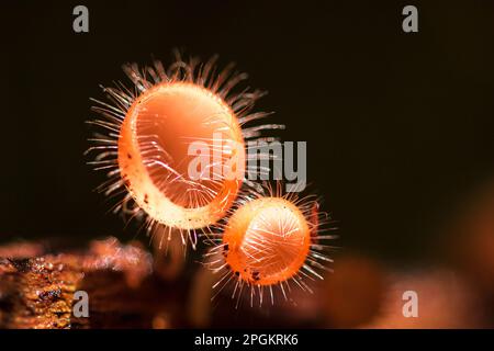 La coupe des champignons prospère sur une bûche ou un arbre mort. Dans le phylum, l'Ascomycota (phylum Ascomycota) est un champignon doté d'un capuchon en forme de cône. Ont le rose, l'orange ou r Banque D'Images