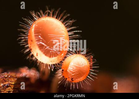 La coupe des champignons prospère sur une bûche ou un arbre mort. Dans le phylum, l'Ascomycota (phylum Ascomycota) est un champignon doté d'un capuchon en forme de cône. Ont le rose, l'orange ou r Banque D'Images