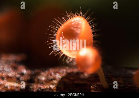 La coupe des champignons prospère sur une bûche ou un arbre mort. Dans le phylum, l'Ascomycota (phylum Ascomycota) est un champignon doté d'un capuchon en forme de cône. Ont le rose, l'orange ou r Banque D'Images