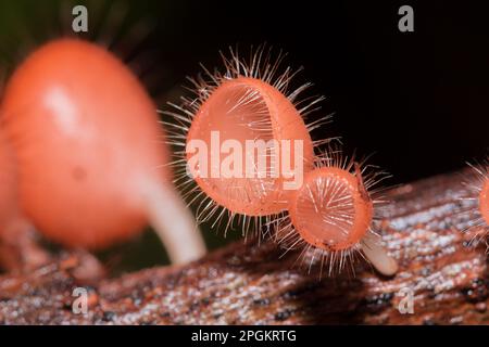 La coupe des champignons prospère sur une bûche ou un arbre mort. Dans le phylum, l'Ascomycota (phylum Ascomycota) est un champignon doté d'un capuchon en forme de cône. Ont le rose, l'orange ou r Banque D'Images