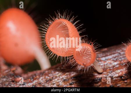 La coupe des champignons prospère sur une bûche ou un arbre mort. Dans le phylum, l'Ascomycota (phylum Ascomycota) est un champignon doté d'un capuchon en forme de cône. Ont le rose, l'orange ou r Banque D'Images