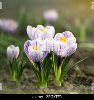 Bouquet de crocus bleu clair en fleurs dans le champ Banque D'Images