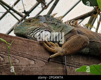 Un grand iguana vert perché sur une bûche dans un environnement naturel luxuriant Banque D'Images