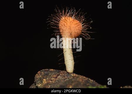 Les sulcipes de Cookeina sur les billes séchées les sulcipes de Cookeina sont dans le phylum Ascomycota (phylum Ascomycota), un champignon avec un chapeau conique. Il est souvent trouvé g Banque D'Images