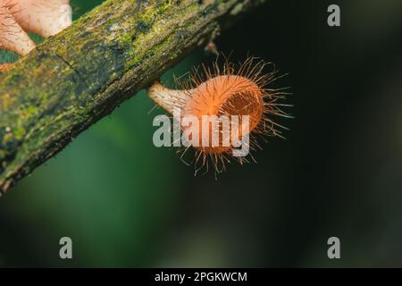 Les sulcipes de Cookeina sur les billes séchées les sulcipes de Cookeina sont dans le phylum Ascomycota (phylum Ascomycota), un champignon avec un chapeau conique. Il est souvent trouvé g Banque D'Images