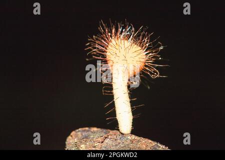 Les sulcipes de Cookeina sur les billes séchées les sulcipes de Cookeina sont dans le phylum Ascomycota (phylum Ascomycota), un champignon avec un chapeau conique. Il est souvent trouvé g Banque D'Images