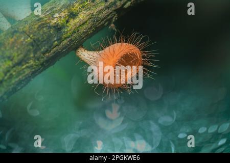 Les sulcipes de Cookeina sur les billes séchées les sulcipes de Cookeina sont dans le phylum Ascomycota (phylum Ascomycota), un champignon avec un chapeau conique. Il est souvent trouvé g Banque D'Images