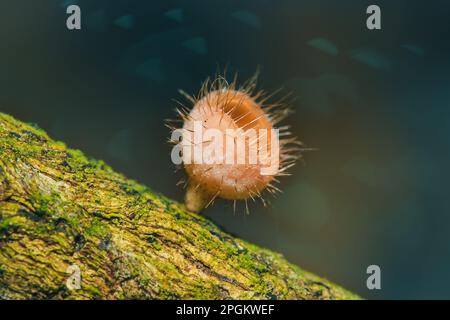 Les sulcipes de Cookeina sur les billes séchées les sulcipes de Cookeina sont dans le phylum Ascomycota (phylum Ascomycota), un champignon avec un chapeau conique. Il est souvent trouvé g Banque D'Images