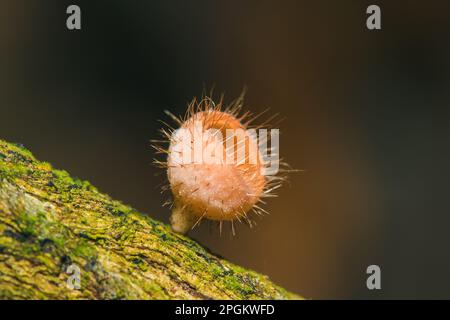 Les sulcipes de Cookeina sur les billes séchées les sulcipes de Cookeina sont dans le phylum Ascomycota (phylum Ascomycota), un champignon avec un chapeau conique. Il est souvent trouvé g Banque D'Images