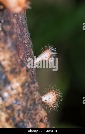 Les sulcipes de Cookeina sur les billes séchées les sulcipes de Cookeina sont dans le phylum Ascomycota (phylum Ascomycota), un champignon avec un chapeau conique. Il est souvent trouvé g Banque D'Images