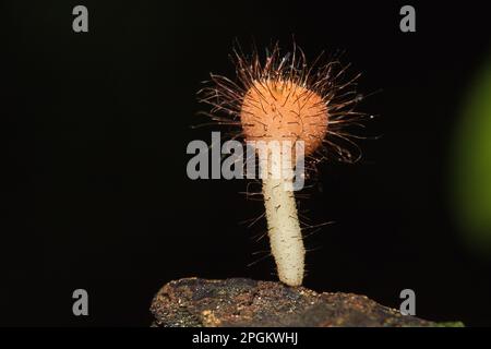 Les sulcipes de Cookeina sur les billes séchées les sulcipes de Cookeina sont dans le phylum Ascomycota (phylum Ascomycota), un champignon avec un chapeau conique. Il est souvent trouvé g Banque D'Images