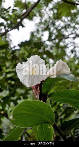 Gros plan de la fleur de Costus speciosus connue sous le nom de Canereed, Cheilocostus speciosus, Amomum arboreum etc Banque D'Images