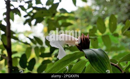 Gros plan de la fleur de Costus speciosus connue sous le nom de Canereed, Cheilocostus speciosus, Amomum arboreum etc Banque D'Images