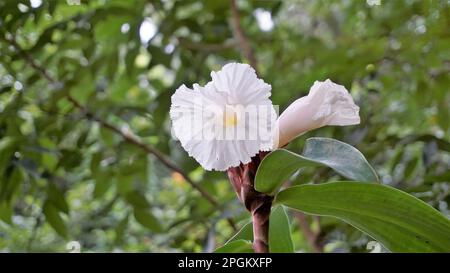 Gros plan de la fleur de Costus speciosus connue sous le nom de Canereed, Cheilocostus speciosus, Amomum arboreum etc Banque D'Images