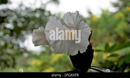 Gros plan de la fleur de Costus speciosus connue sous le nom de Canereed, Cheilocostus speciosus, Amomum arboreum etc Banque D'Images