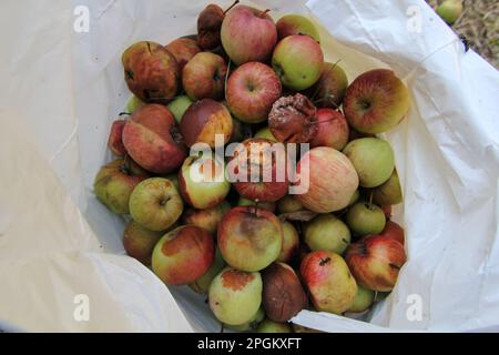 Un sac de pommes pourries. Banque D'Images