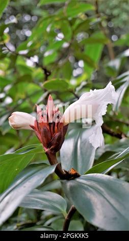 Gros plan de la fleur de Costus speciosus connue sous le nom de Canereed, Cheilocostus speciosus, Amomum arboreum etc Banque D'Images