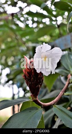 Gros plan de la fleur de Costus speciosus connue sous le nom de Canereed, Cheilocostus speciosus, Amomum arboreum etc Banque D'Images