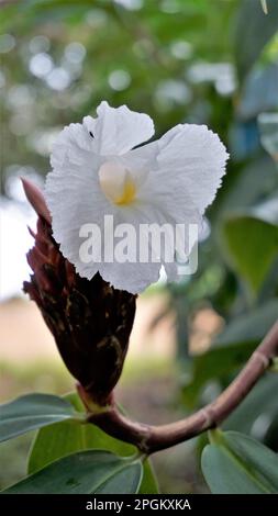 Gros plan de la fleur de Costus speciosus connue sous le nom de Canereed, Cheilocostus speciosus, Amomum arboreum etc Banque D'Images