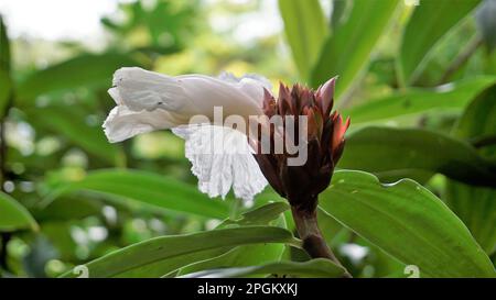 Gros plan de la fleur de Costus speciosus connue sous le nom de Canereed, Cheilocostus speciosus, Amomum arboreum etc Banque D'Images