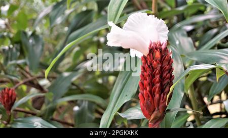 Gros plan de la fleur de Costus speciosus connue sous le nom de Canereed, Cheilocostus speciosus, Amomum arboreum etc Banque D'Images