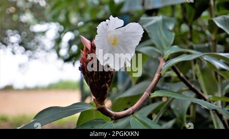 Gros plan de la fleur de Costus speciosus connue sous le nom de Canereed, Cheilocostus speciosus, Amomum arboreum etc Banque D'Images