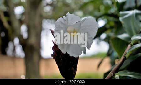 Gros plan de la fleur de Costus speciosus connue sous le nom de Canereed, Cheilocostus speciosus, Amomum arboreum etc Banque D'Images