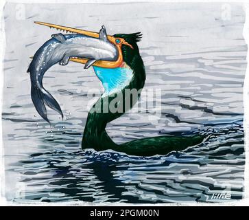 Impression de l'artiste / illustration de Hesperornis (signifiant oiseau de l'Ouest), un genre d'oiseau cormorant de l'âge Campanien du Crétacé tardif. Banque D'Images