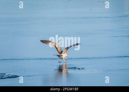 juvenille goéland de hareng debout sur la glace avec des ailes dehors regardant la réflexion Banque D'Images