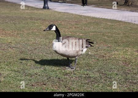 Bernache du Canada marchant sur l'herbe avec un sentier derrière. Animal seul, profil latéral, détails nets, format paysage Banque D'Images