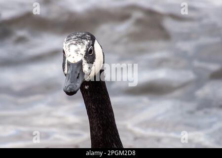 portrait en gros plan d'une bernache du canada branta canadensis avec de l'eau floue en arrière-plan Banque D'Images