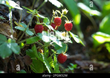 Wald-Erdbeere, Walderdbeere, Erdbeere, Wald-Erdbeeren, Walderdbeeren, Erdbeeren, Fragaria vesca, fraise sauvage, fraise bois, fraise alpine Banque D'Images