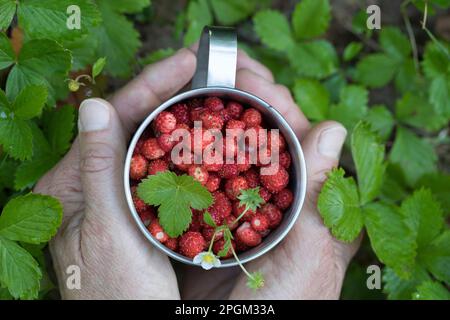 Wald-Erdbeere, Walderdbeere, Erdbeere, Ernte, Erdbeer-Ernte, Wald-Erdbeeren sammeln, Erdbeeren, Walderdbeeren, Erdbeeren, Fragaria vesca, paille sauvage Banque D'Images