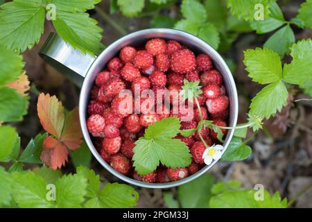 Wald-Erdbeere, Walderdbeere, Erdbeere, Ernte, Erdbeer-Ernte, Wald-Erdbeeren sammeln, Erdbeeren, Walderdbeeren, Erdbeeren, Fragaria vesca, paille sauvage Banque D'Images