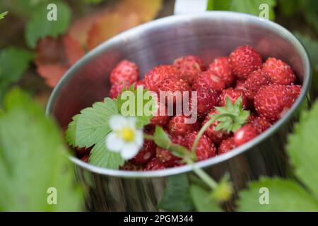 Wald-Erdbeere, Walderdbeere, Erdbeere, Ernte, Erdbeer-Ernte, Wald-Erdbeeren sammeln, Erdbeeren, Walderdbeeren, Erdbeeren, Fragaria vesca, paille sauvage Banque D'Images