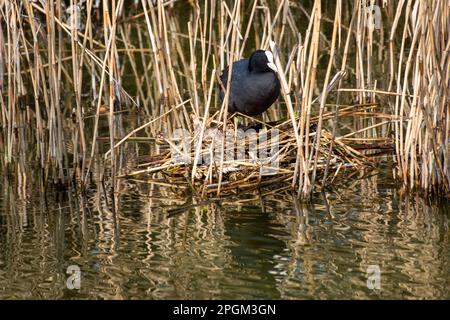 pied fulica atra debout sur nid dans l'eau Banque D'Images